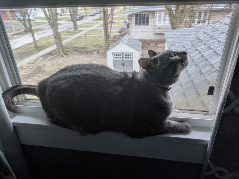 Pet me human